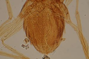 dessarti Htype 17.jpg