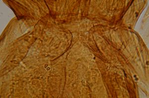 dessarti Htype 18.jpg