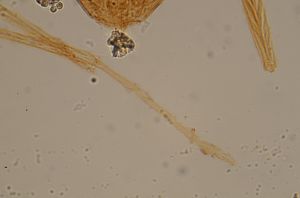 dessarti Htype 19.jpg