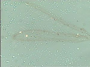 dessarti Htype 2.jpg