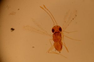 dessarti Htype 20.jpg