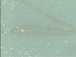 dessarti Htype 3.jpg