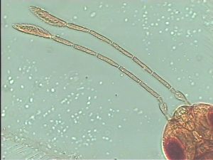 dessarti Htype 4.jpg