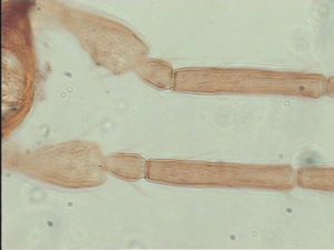 dessarti Htype 5.jpg