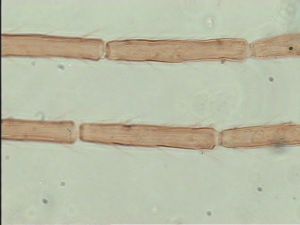 dessarti Htype 6.jpg