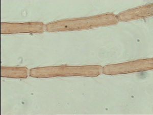 dessarti Htype 7.jpg