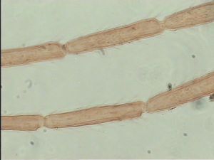 dessarti Htype 8.jpg