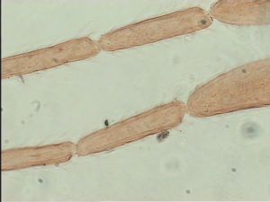 dessarti Htype 9.jpg