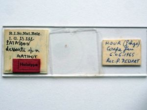 dessarti Htype s.JPG