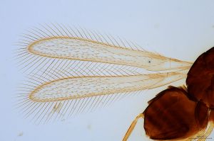 lineipennis Htype 0-1.jpg