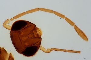 lineipennis Htype 0-2.jpg