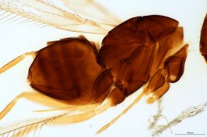 lineipennis Htype 0-3.jpg