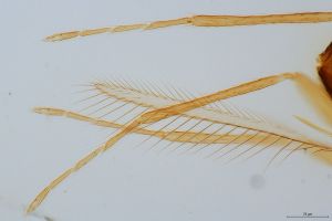 lineipennis Htype 0-4.jpg