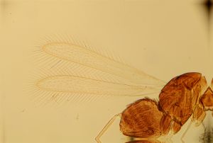 lineipennis Htype 1.jpg