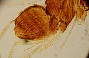 lineipennis Htype 3.jpg