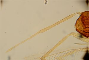 lineipennis Htype 4.jpg