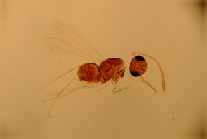 lineipennis Htype 5.jpg