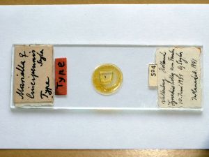 lineipennis Htype s.JPG