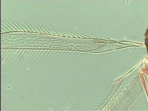 longipennis Htype 1.jpg