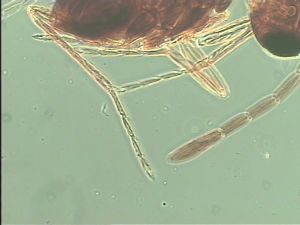 longipennis Htype 10.jpg