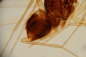 longipennis Htype 11.jpg