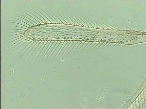 longipennis Htype 2.jpg