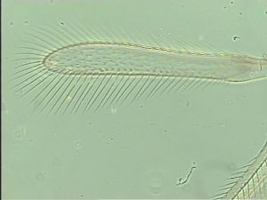 longipennis Htype 3.jpg