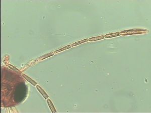 longipennis Htype 4.jpg