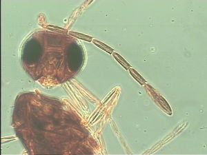 longipennis Htype 5.jpg