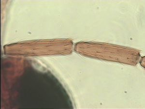 longipennis Htype 7.jpg