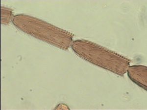 longipennis Htype 8.jpg