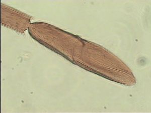 longipennis Htype 9.jpg