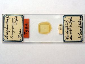 longipennis Htype s.JPG