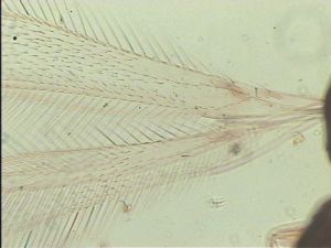 acutiventris 'Type' 1.jpg