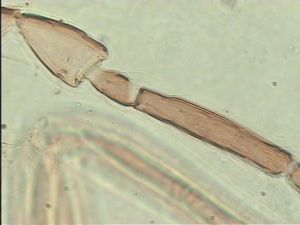 acutiventris 'Type' 10.jpg