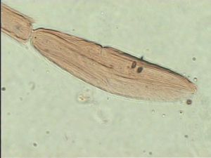 acutiventris 'Type' 13.jpg