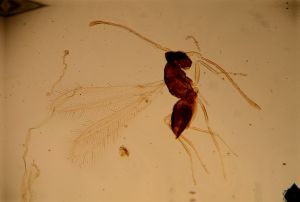 acutiventris 'Type' 14.jpg