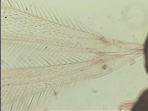 acutiventris 'Type' 2.jpg