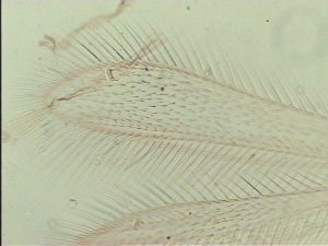 acutiventris 'Type' 3.jpg