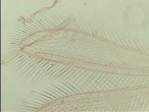 acutiventris 'Type' 4.jpg