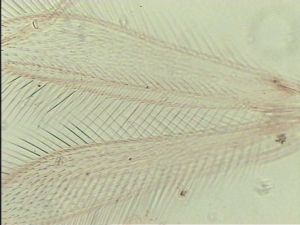 acutiventris 'Type' 5.jpg