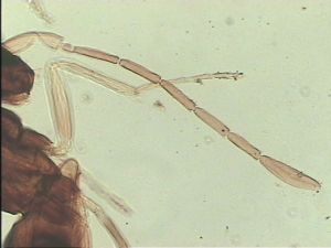 acutiventris 'Type' 7.jpg