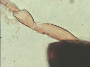 acutiventris 'Type' 8.jpg