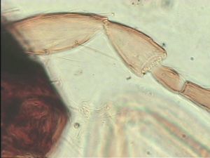 acutiventris 'Type' 9.jpg