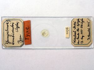 acutiventris 'Type' s.JPG