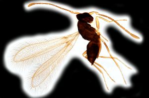 acutiventris Htype 0.png