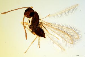 elongata  Soyka Htype 0.jpg