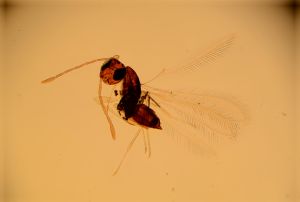 elongata Htype 1.jpg