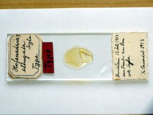 elongata Htype s.JPG