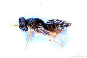 fabarius Ltype 0.jpg